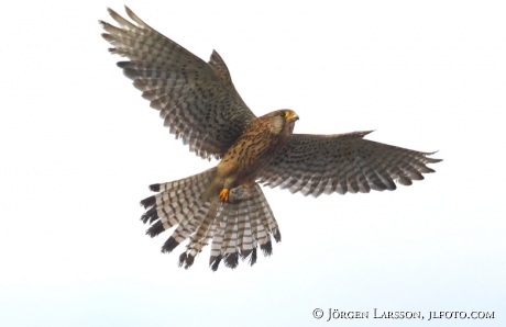 common kestrel Falco tinnunculus