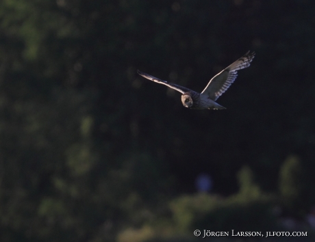 Short-Eared Owl Asio flammeus   Sweden