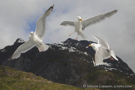 Gråtrut Larus argentatus