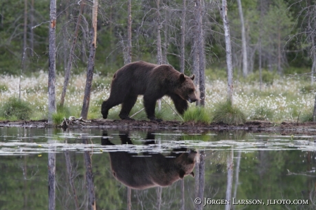 Brown Bear Ursus arctos Kuhmo Finland