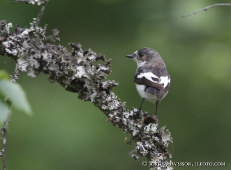 Pied Flycatcher  Ficedula hypoleuca Sweden