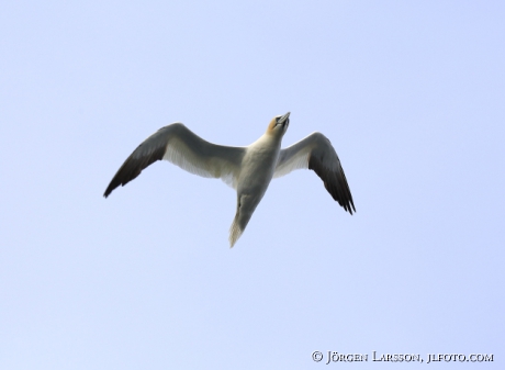 Gannet Sula bassanus