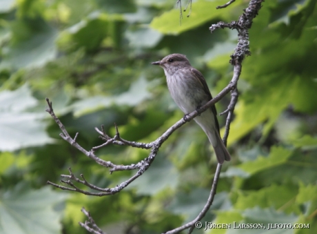 Spotted Flycatcher Muscicapa striata Sweden