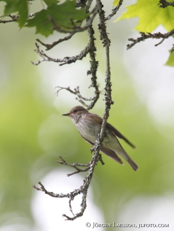 Spotted Flycatcher Muscicapa striata Sweden