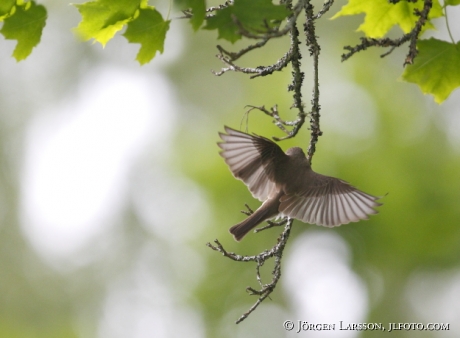 Spotted Flycatcher Muscicapa striata Sweden