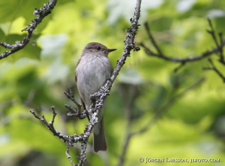 Spotted Flycatcher Muscicapa striata Sweden