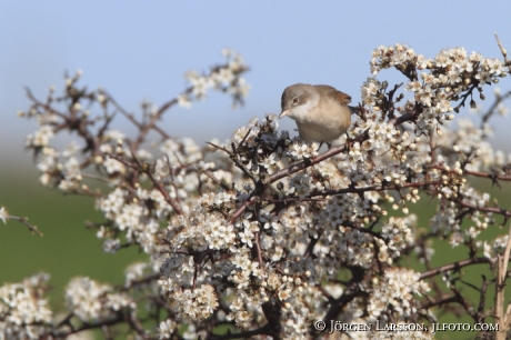 Bird  Öland