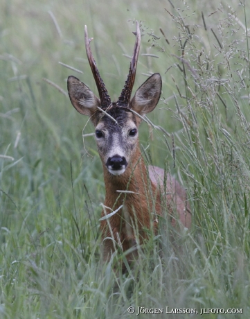 Roe dear Sodermanland Sweden