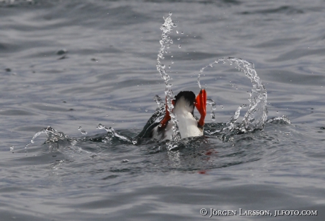 Lunnefågel  Fratercula arctica