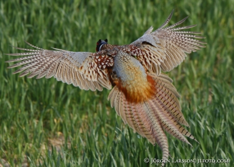 common pheasant 