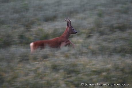 Roe dear Sodermanland Sweden