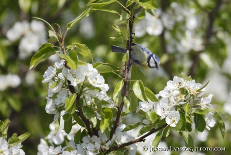 Blue Tit  Parus caeruleus