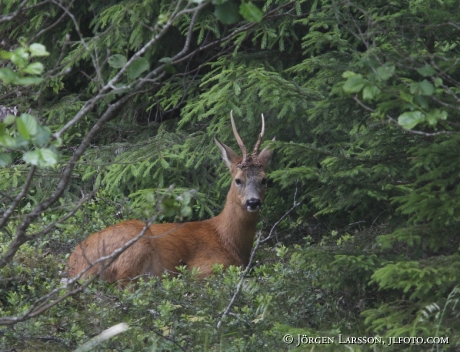 Roe dear Sodermanland Sweden