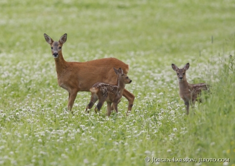 Roe dear Sodermanland Sweden