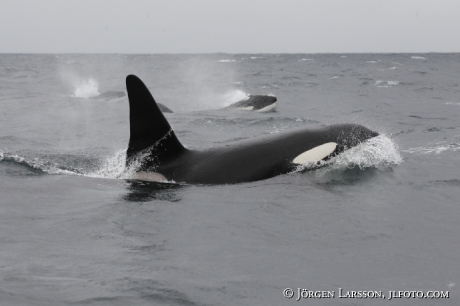 Späckhuggare Orcinus orca som jagar 