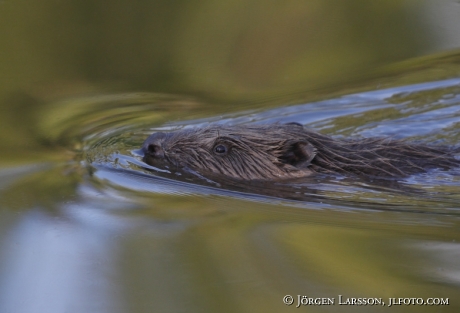 Beaver Castoridae Gnesta Sweden