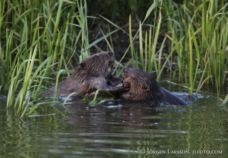 Beaver Castoridae Gnesta Sweden