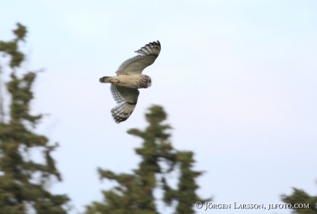 Short-Eared Owl Asio flammeus