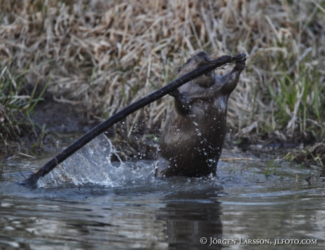 Beaver Castoridae Gnesta Sweden