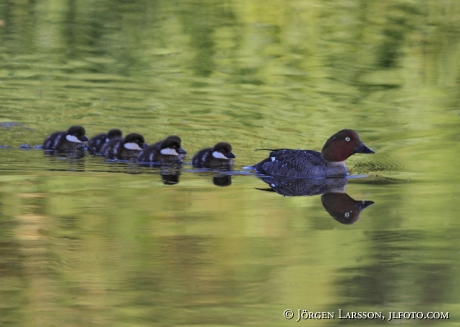 Goldeneye Bucephala clangula