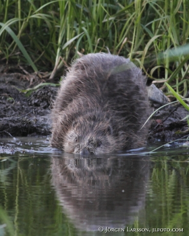 Beaver Sodermanland Sweden