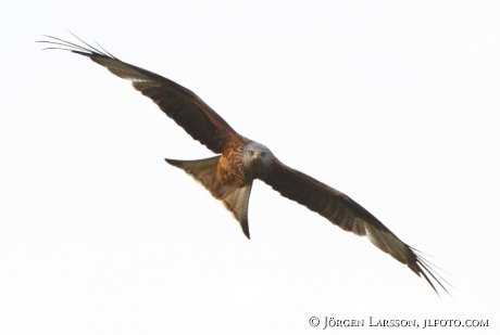 Red Kite Milvus milvus Skane Sweden