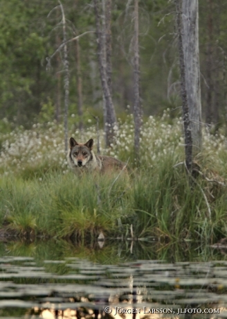 Wolf Kuhmo Finland