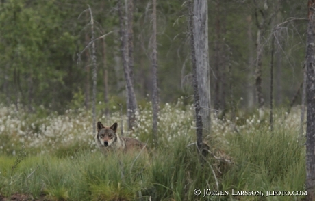 Wolf Kuhmo Finland