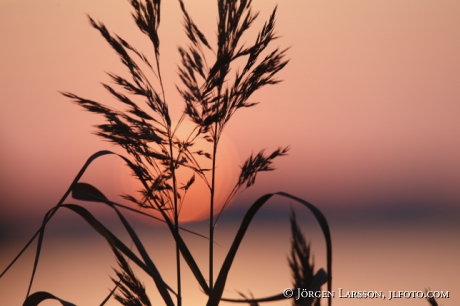 Sunset in Malaren 