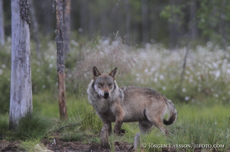 Wolf  canis lupus