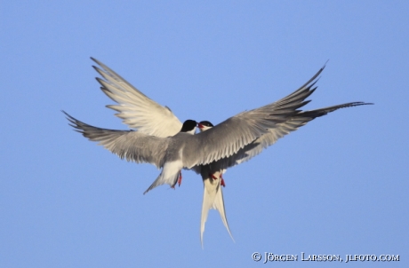 Common tern Sterna hirundo)