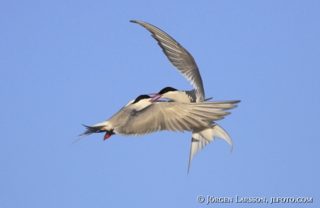 Common tern Sterna hirundo)