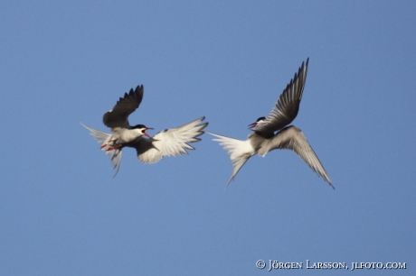 Common tern Sterna hirundo)