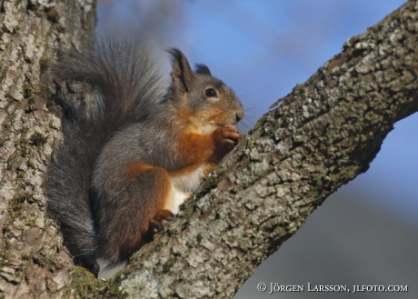 Squirrel in a tree 