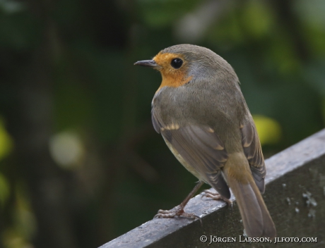 Rödhake  Erithacus rubecula