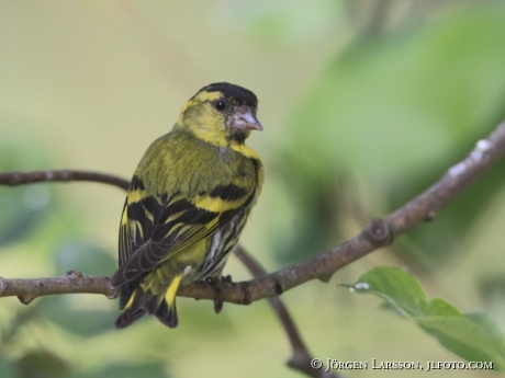 Grönsiska Carduelis spinus  Kuhmo Finland