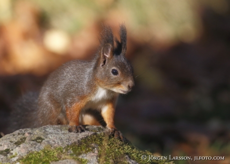 Squirrel on a stone Sweden