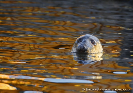 Grey seal Gråsäl Halichoerus grypus