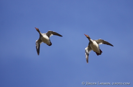 Storskrake  Mergus merganser