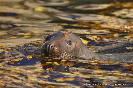 Grey seal  Halichoerus grypus