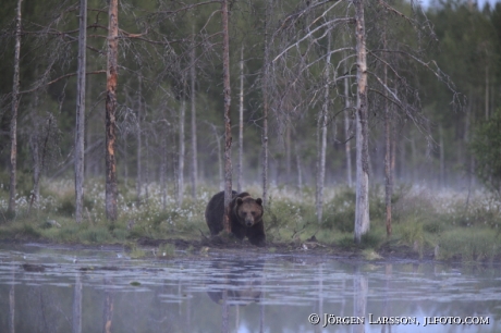 Brown Bear Ursus arctos Kuhmo Finland