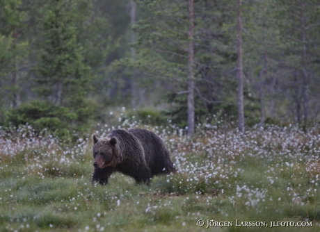 Brown Bear Ursus arctos Kuhmo Finland