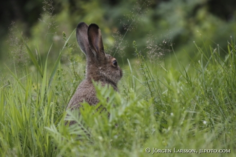 Hare Lepus europaeus