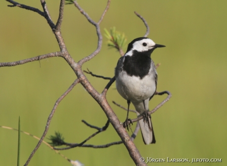 Sädesärla Motacilla alba  Kuhmo Finland