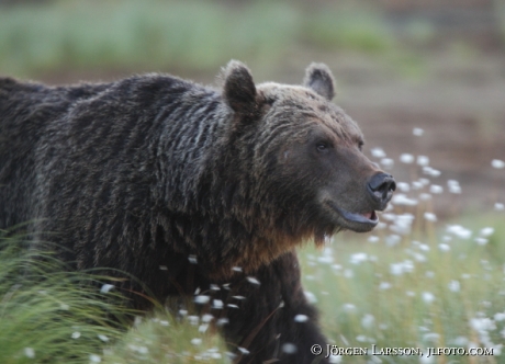 Brown Bear Ursus arctos Kuhmo Finland