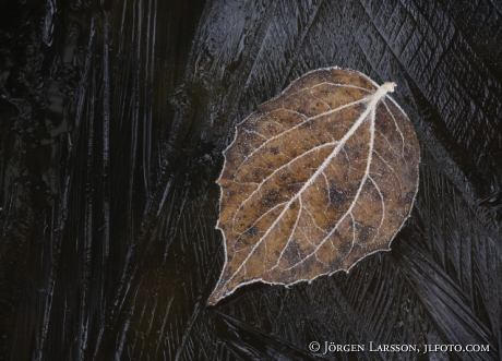 Autumnleaves on ice 