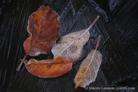 Autumnleaves on ice 