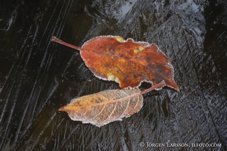 Autumnleaves on ice 