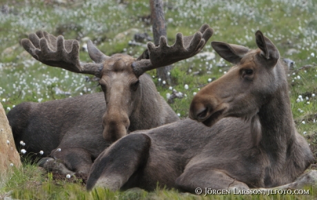 Moose Dalarna Sweden 