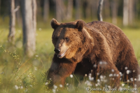 Brown Bear Ursus arctos Kuhmo Finland